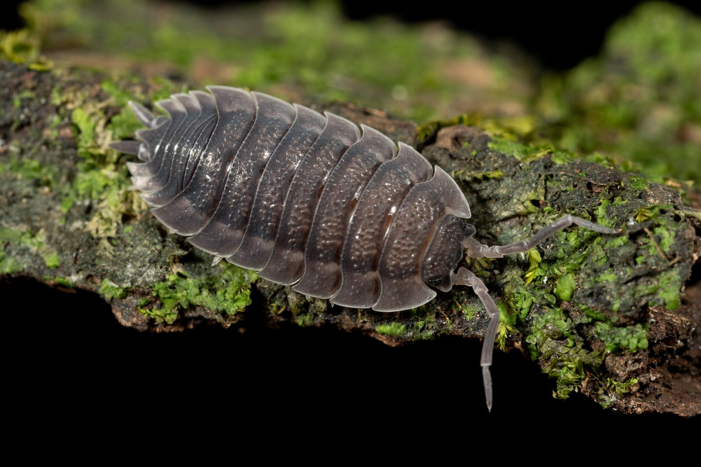 Porcellio scaber - Weird Pets PH