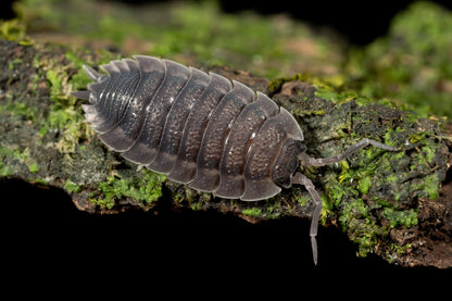 Porcellio scaber - Weird Pets PH