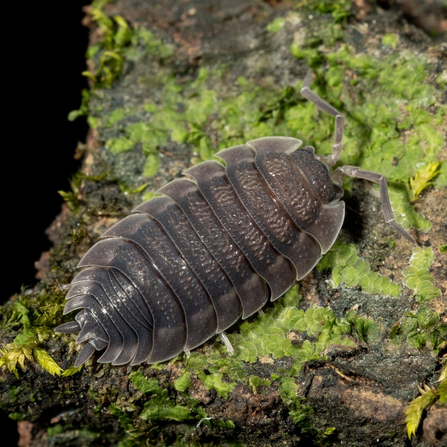 Porcellio scaber - Weird Pets PH