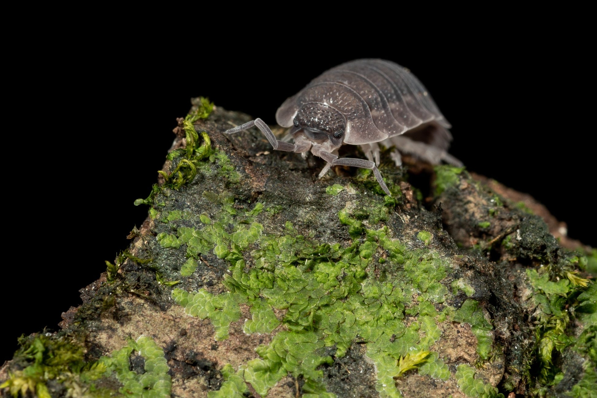 Porcellio scaber - Weird Pets PH