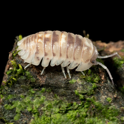 Armadillidium cf. espanyoli 'Marbleized' - Weird Pets PH