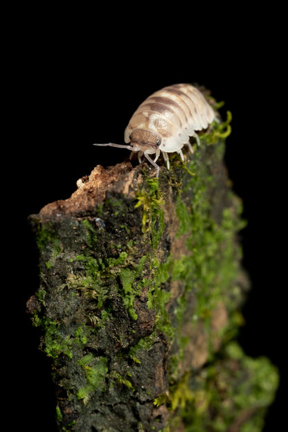 Armadillidium cf. espanyoli 'Marbleized' - Weird Pets PH