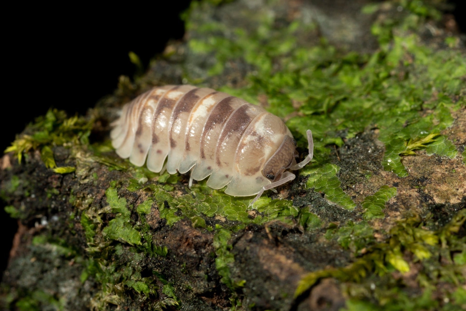 Armadillidium cf. espanyoli 'Marbleized' - Weird Pets PH