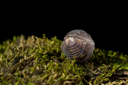 Armadillidium granulatum - Weird Pets PH