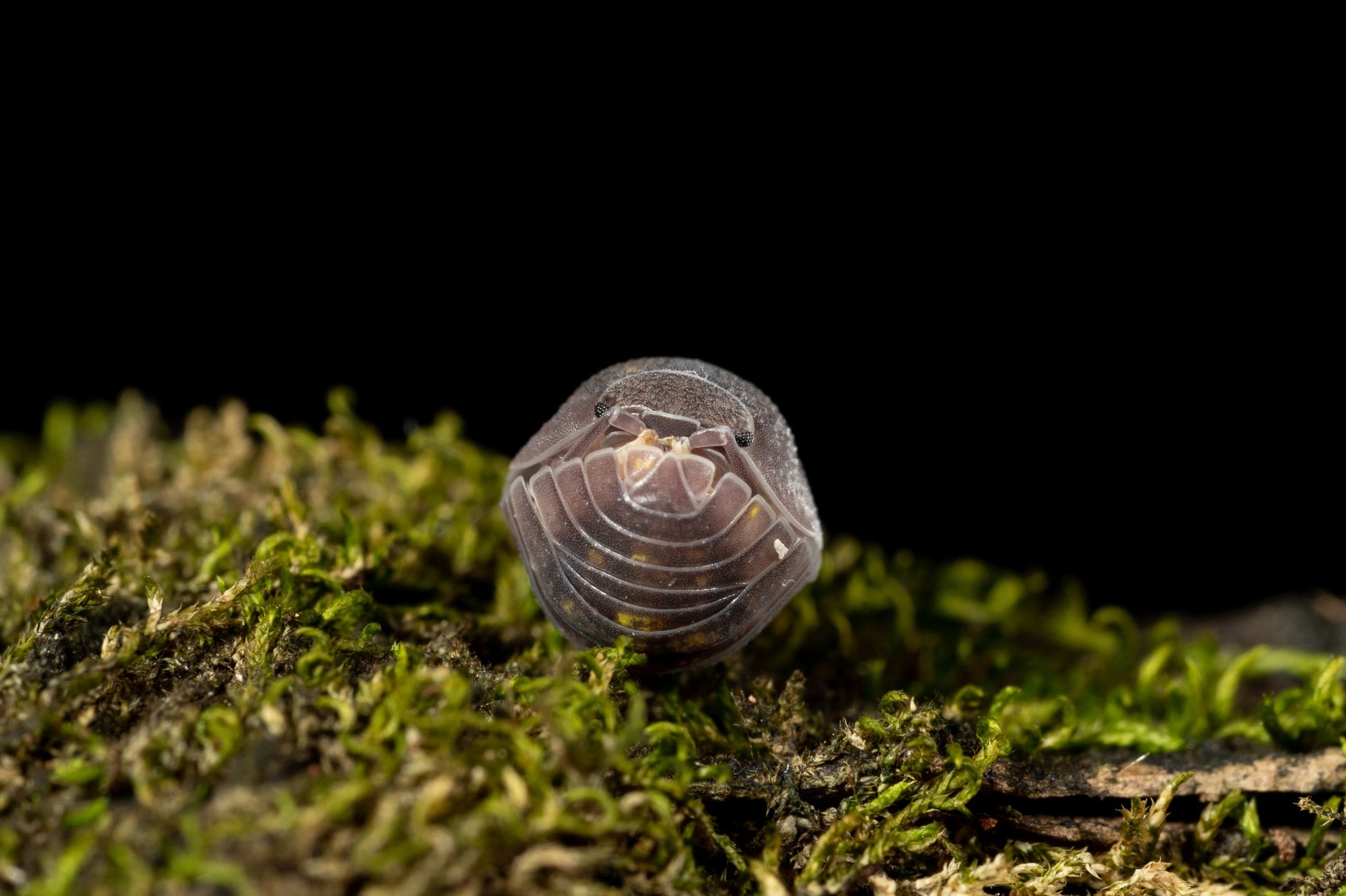 Armadillidium granulatum - Weird Pets PH