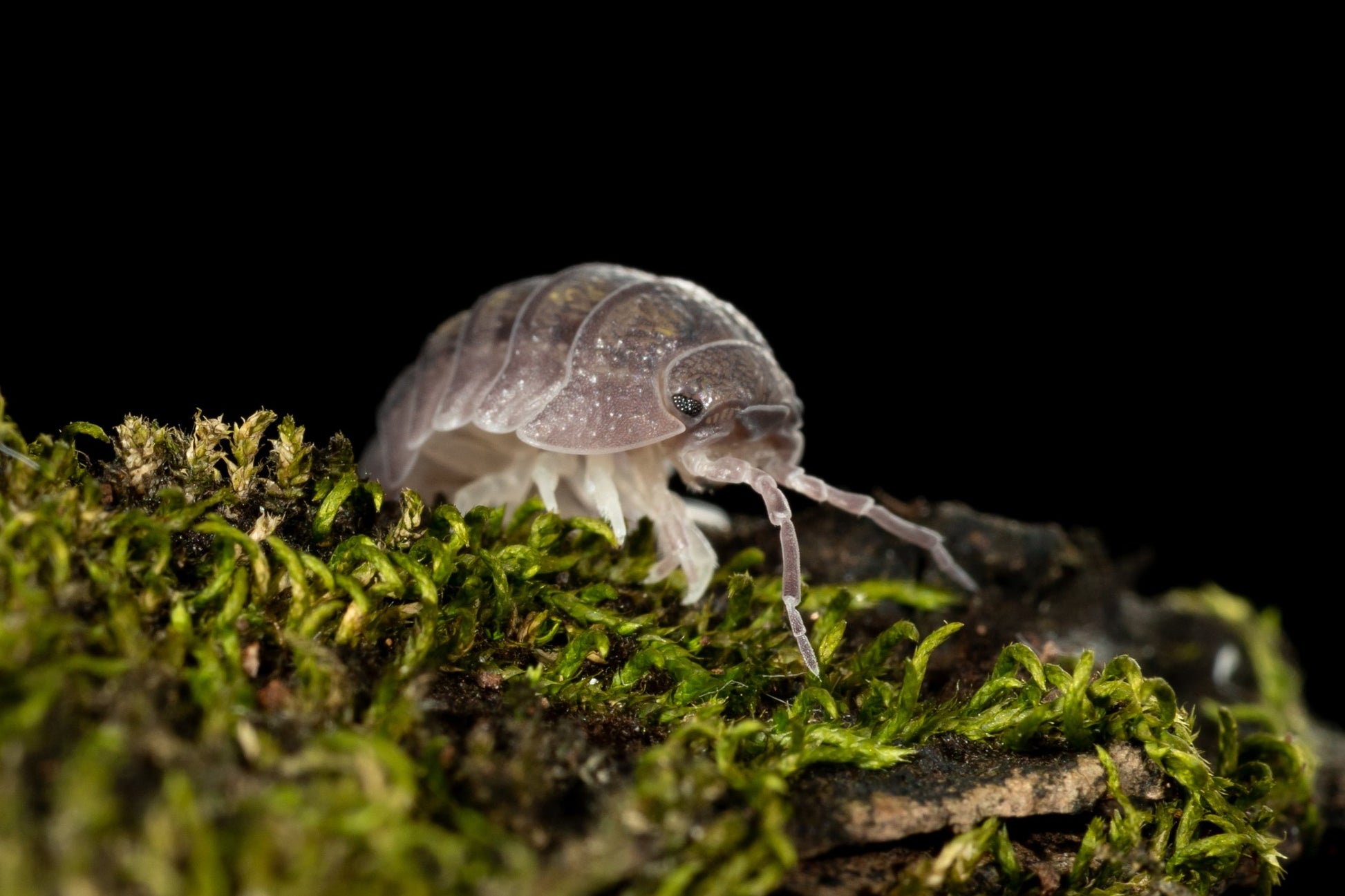 Armadillidium granulatum - Weird Pets PH