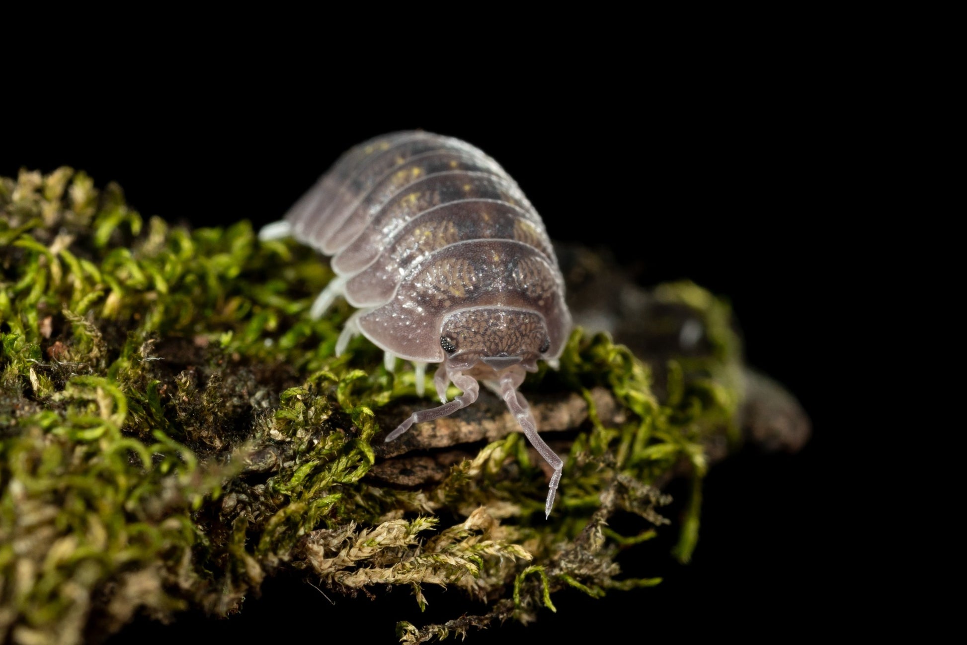 Armadillidium granulatum - Weird Pets PH