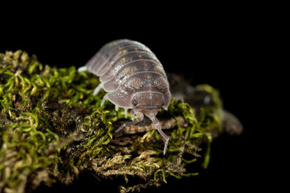 Armadillidium granulatum - Weird Pets PH