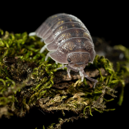 Armadillidium granulatum - Weird Pets PH