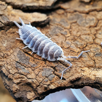 Porcellio hoffmannseggi - Weird Pets PH