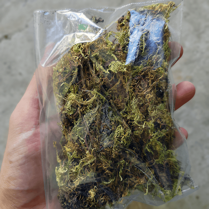 Dried Green Moss - Weird Pets PH