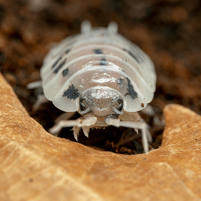 Porcellio laevis 'Dairy Cow' - Weird Pets PH