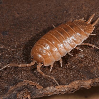 Porcellio laevis 'Giant Orange' - Weird Pets PH