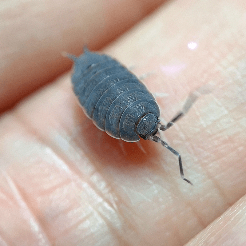 Porcellionides pruinosus 'Powder Blue' - Weird Pets PH