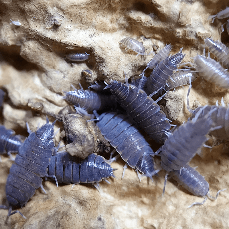 Porcellionides pruinosus 'Powder Blue' - Weird Pets PH