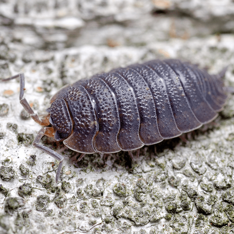 Porcellio scaber - Weird Pets PH