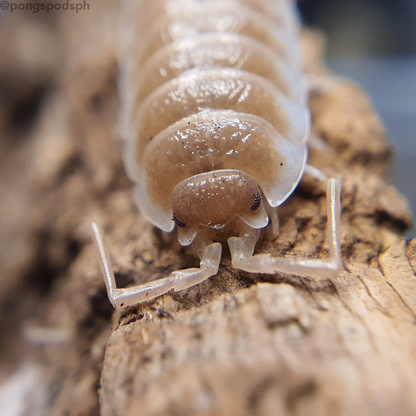 Porcellio sp. Sevilla 'Caramel' - Weird Pets PH