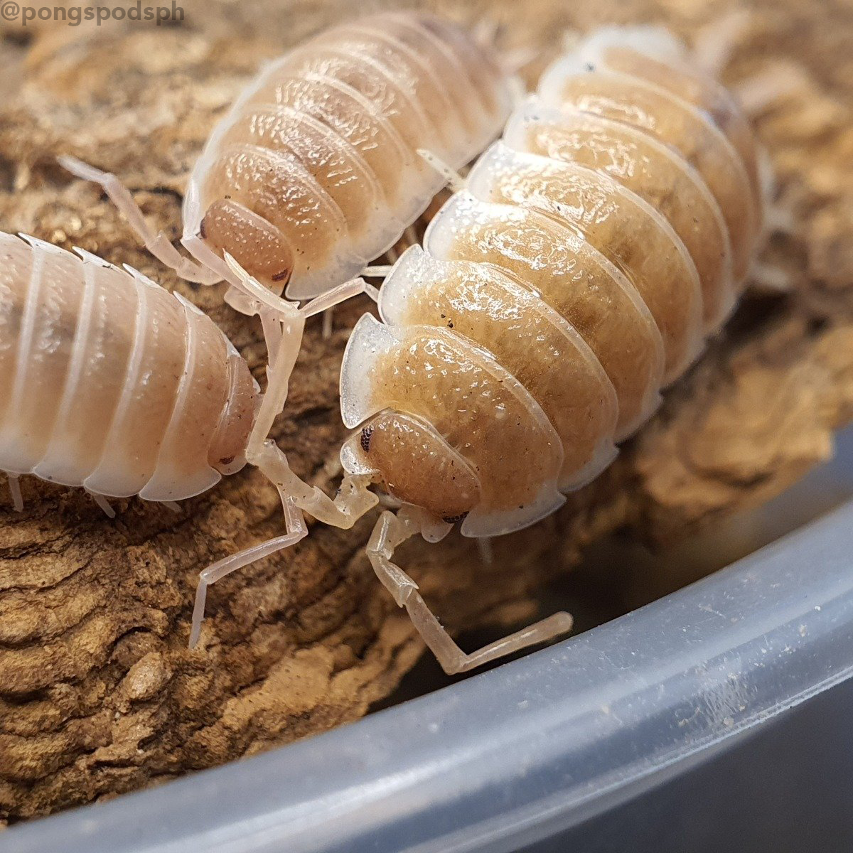 Porcellio sp. Sevilla 'Caramel' - Weird Pets PH