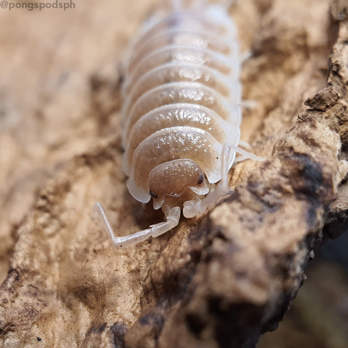 Porcellio sp. Sevilla 'Caramel' - Weird Pets PH