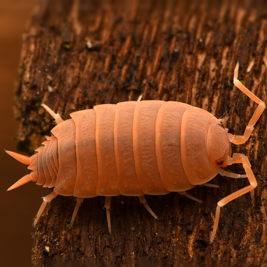 Porcellionides pruinosus 'Powder Orange' - Weird Pets PH