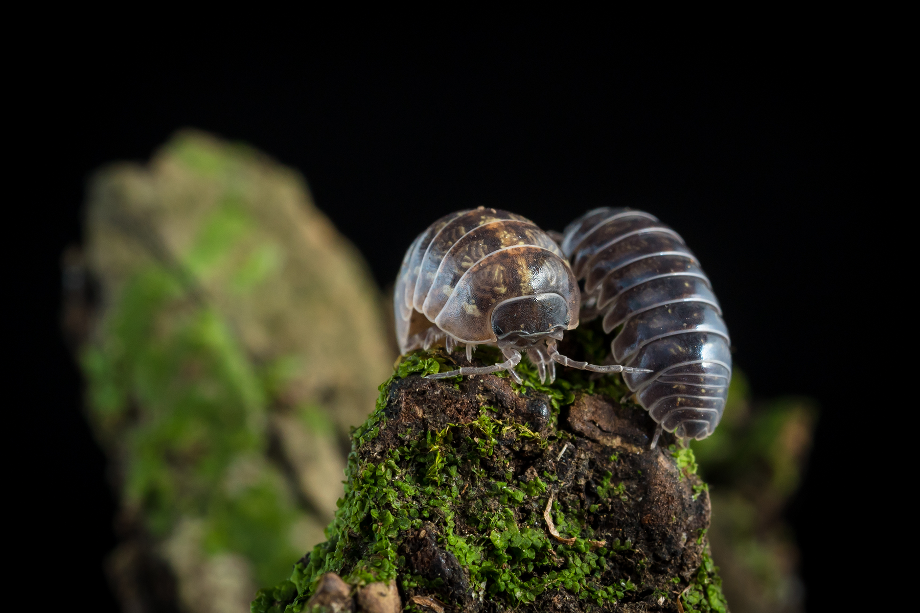 Armadillidium vulgare 'Santa Lucia' - Weird Pets PH