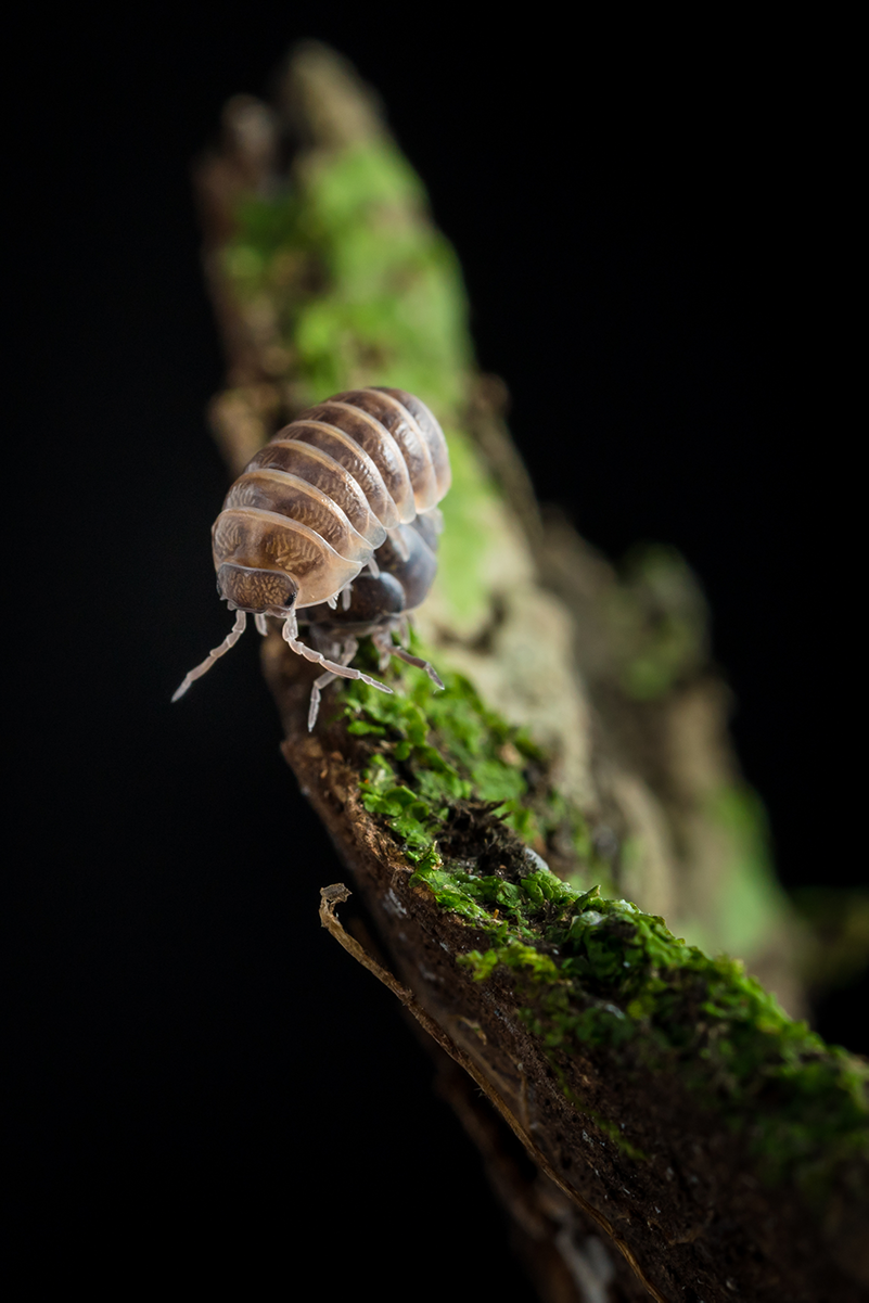 Armadillidium vulgare 'Santa Lucia' - Weird Pets PH