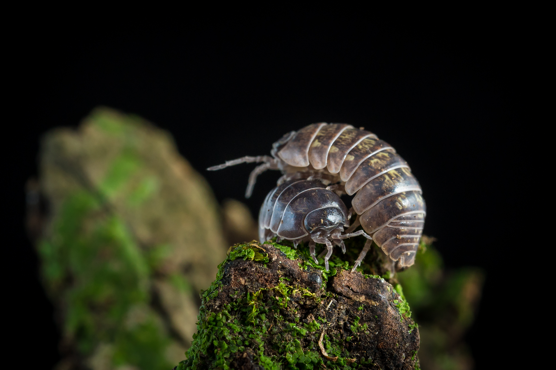 Armadillidium vulgare 'Santa Lucia' - Weird Pets PH