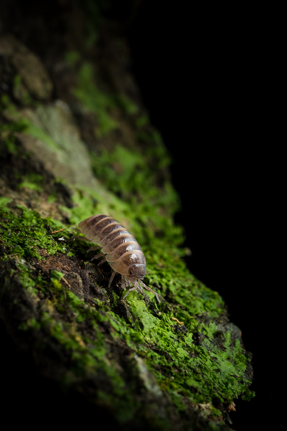 Armadillidium vulgare 'Santa Lucia' - Weird Pets PH