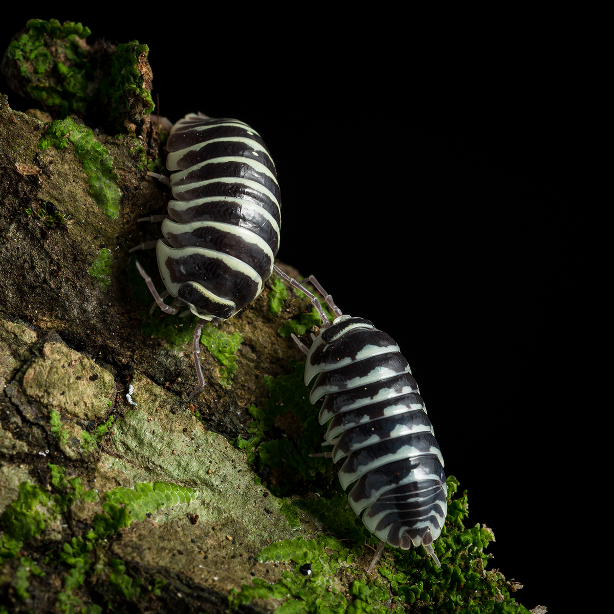 Armadillidium maculatum 'Zebra' - Weird Pets PH