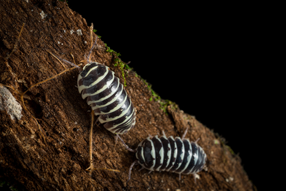 Armadillidium maculatum 'Zebra' - Weird Pets PH