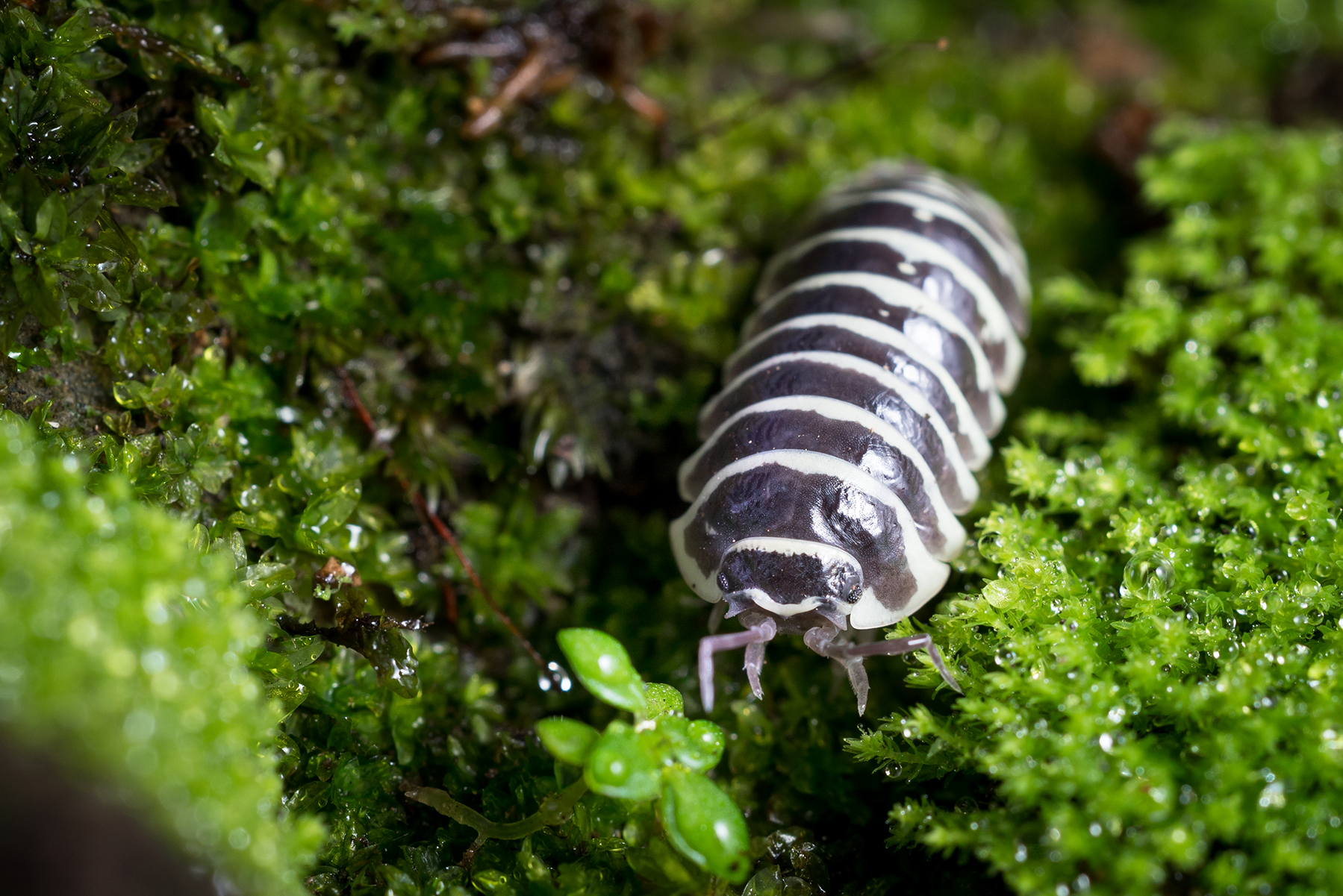 Armadillidium maculatum 'Zebra' - Weird Pets PH