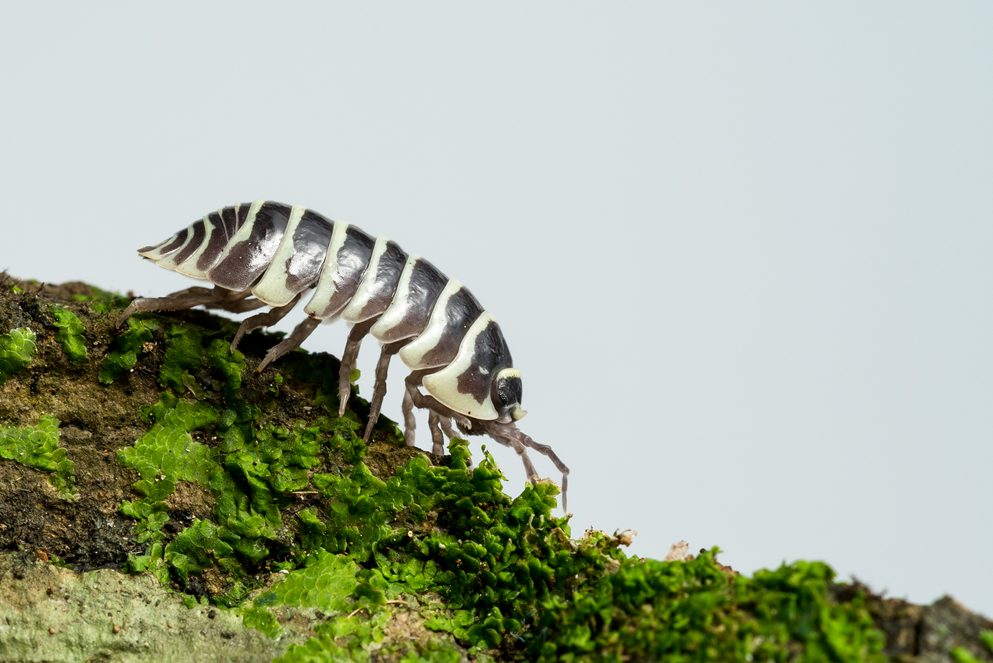 Armadillidium maculatum 'Zebra' - Weird Pets PH