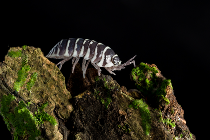 Armadillidium maculatum 'Zebra' - Weird Pets PH