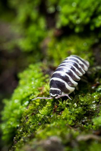 Armadillidium maculatum 'Zebra' - Weird Pets PH