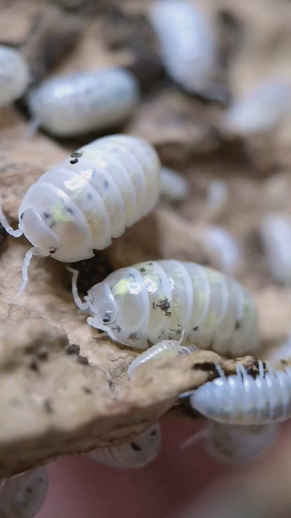 Armadillidium vulgare 'Magic Potion'