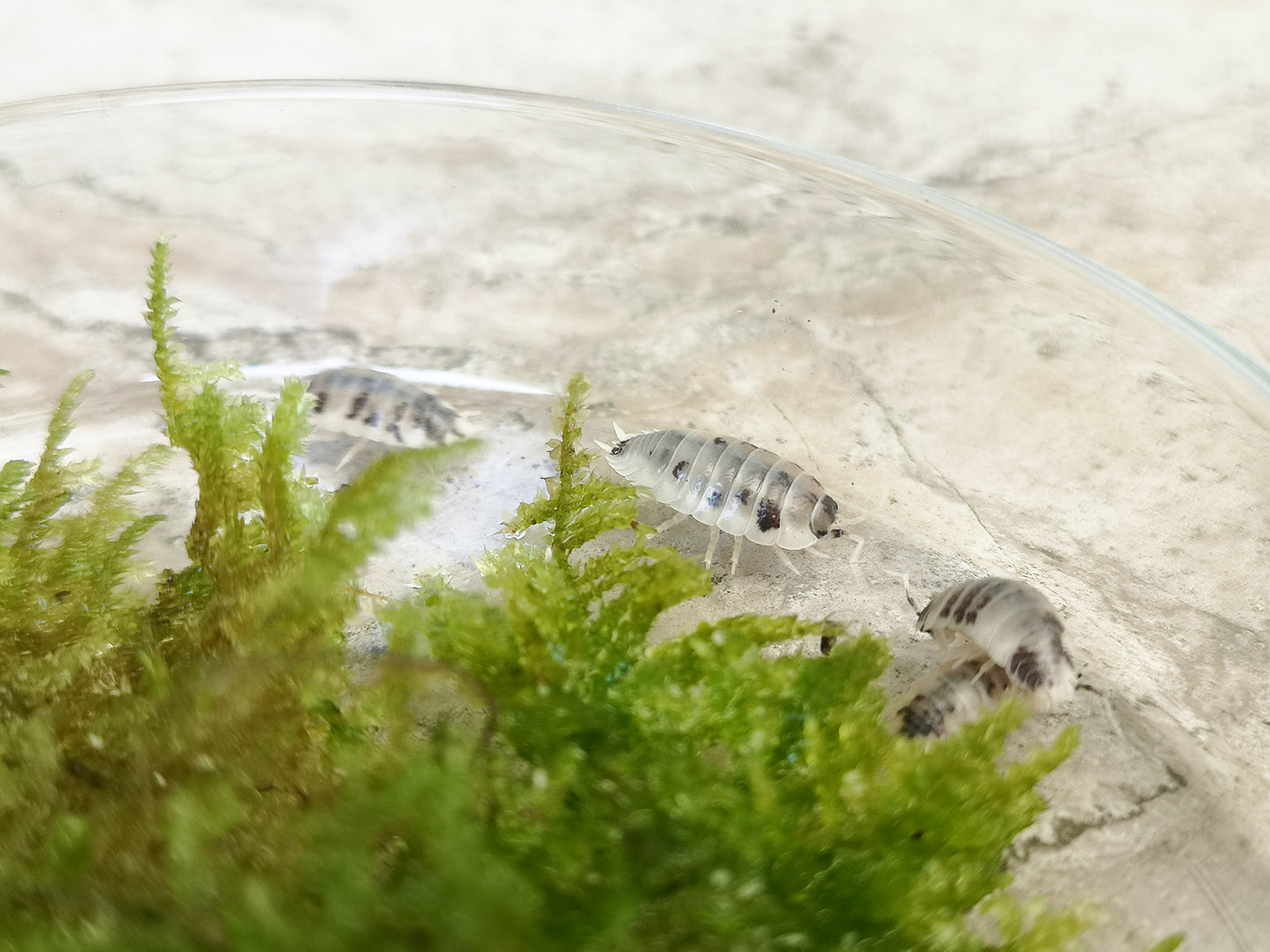 Porcellio laevis 'Dairy Cow' - Weird Pets PH