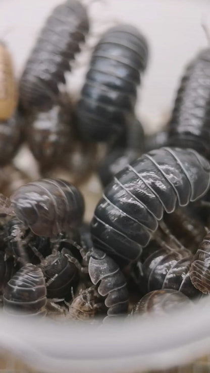 Armadillidium vulgare 'Santa Lucia'