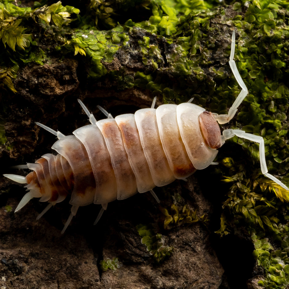 Beginner Isopods – Weird Pets PH