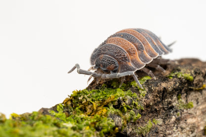 Porcellio scaber 'Lava' - Weird Pets PH