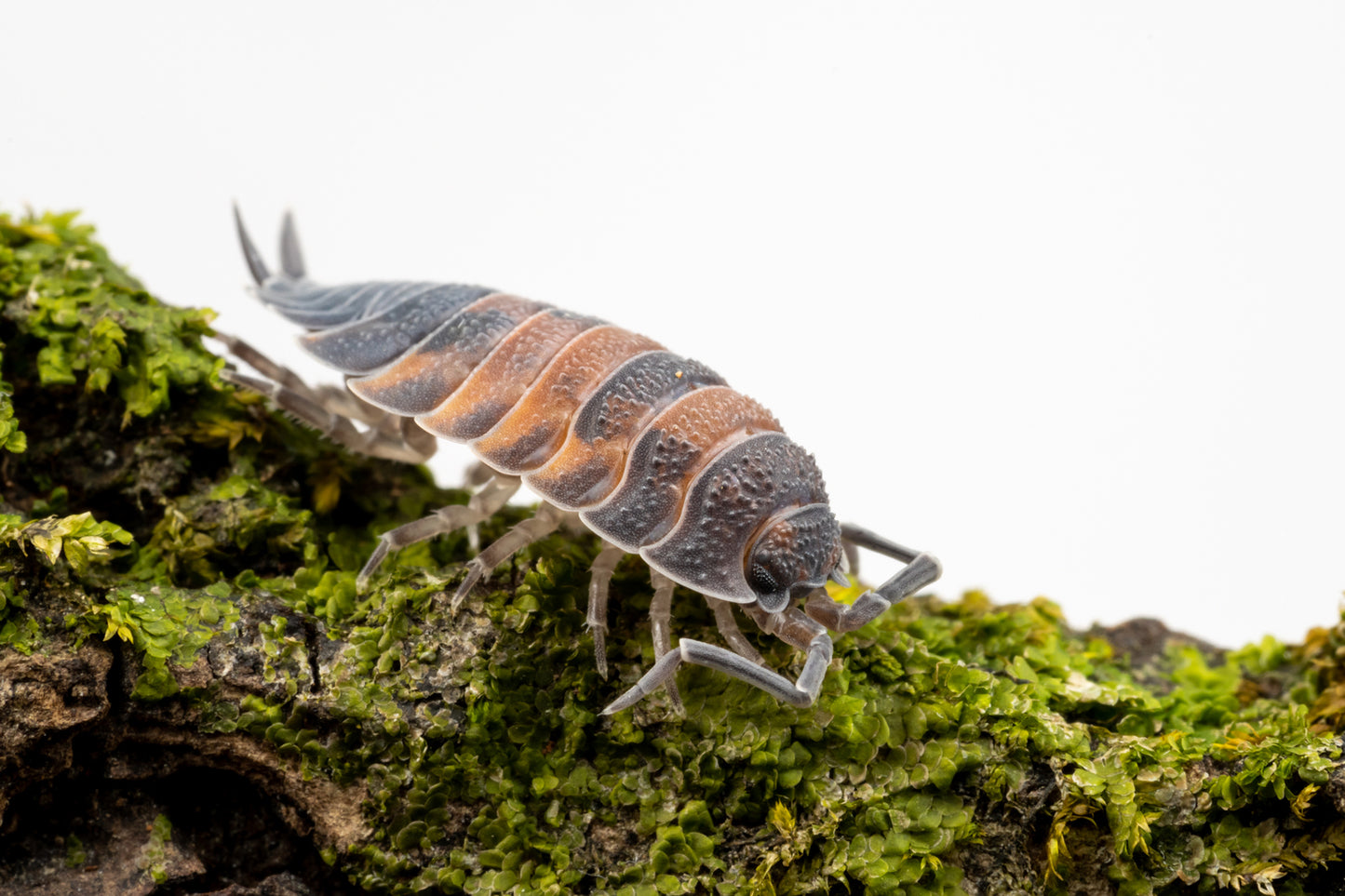 Porcellio scaber 'Lava' - Weird Pets PH