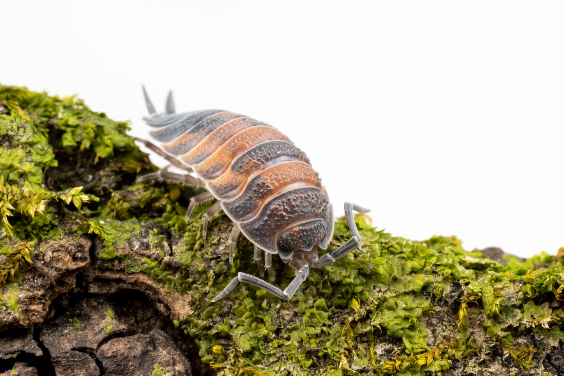 Porcellio scaber 'Lava' - Weird Pets PH