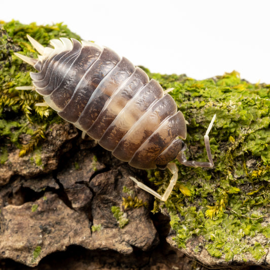 Porcellio laevis 'Milkback' - Weird Pets PH