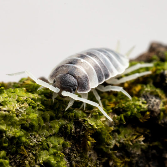 Porcellionides pruinosus 'Oreo Crumble' - Weird Pets PH