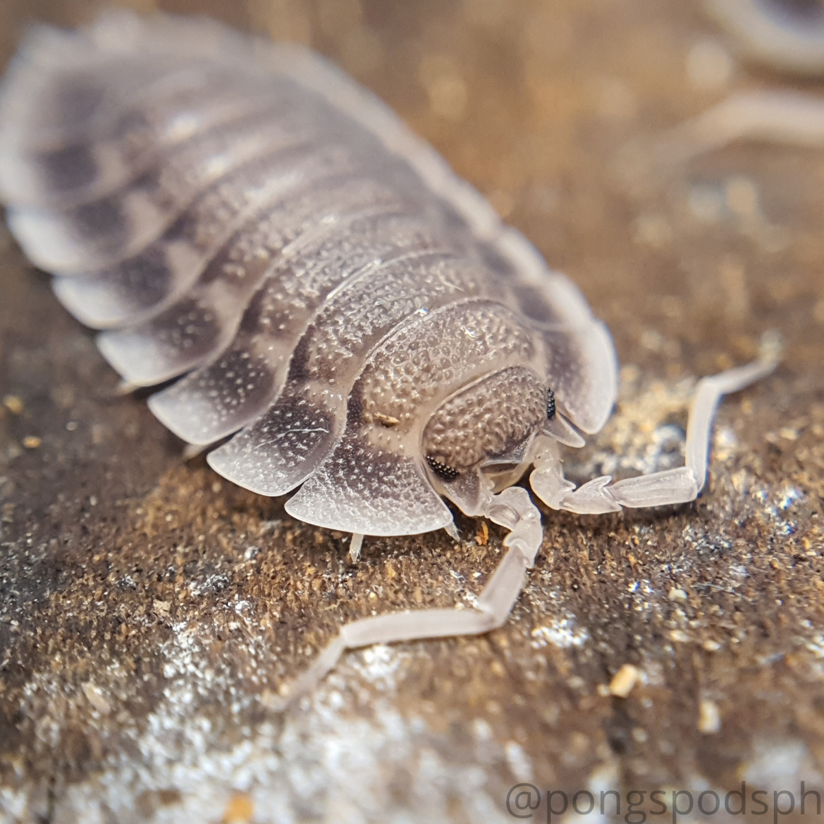 Porcellio spatulatus - Weird Pets PH