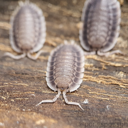 Porcellio spatulatus - Weird Pets PH